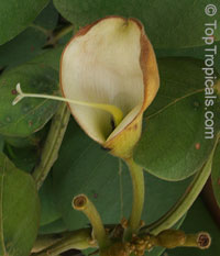 Markhamia lutea
