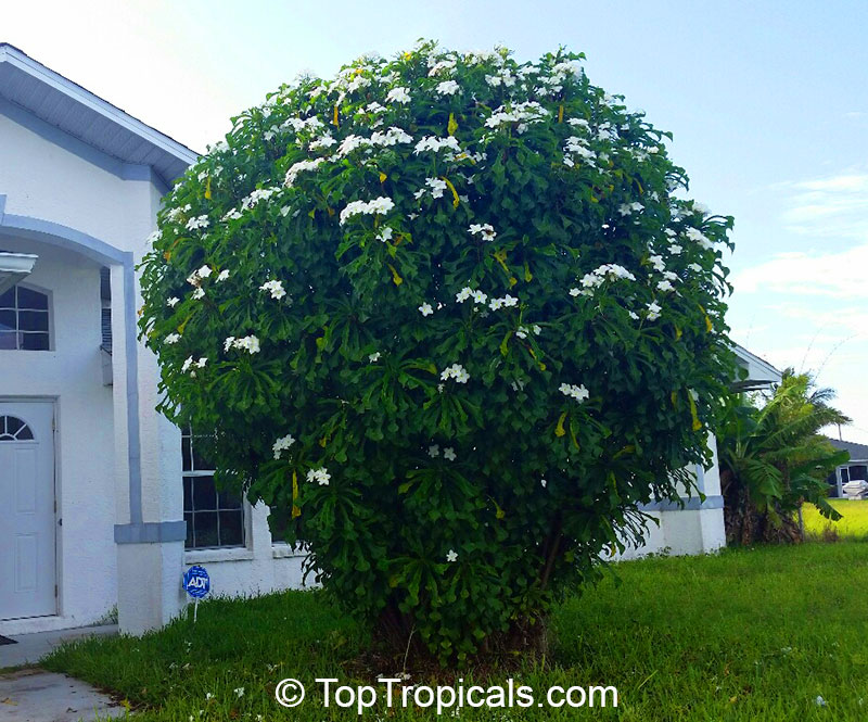 Happy Gardening Tips