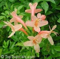 Tecomaria