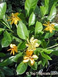 Gardenia Tubifera Kula