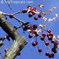 Ziziphus