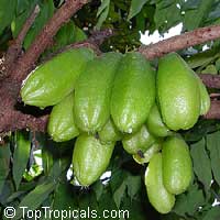 Averrhoa bilimbi