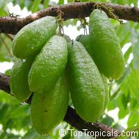 Averrhoa bilimbi