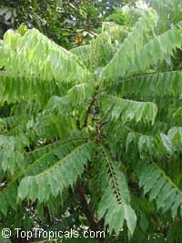 Averrhoa bilimbi