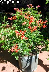 Tecomaria