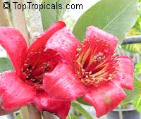 	Bombax ceiba