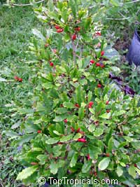 synsepalum dulcificum