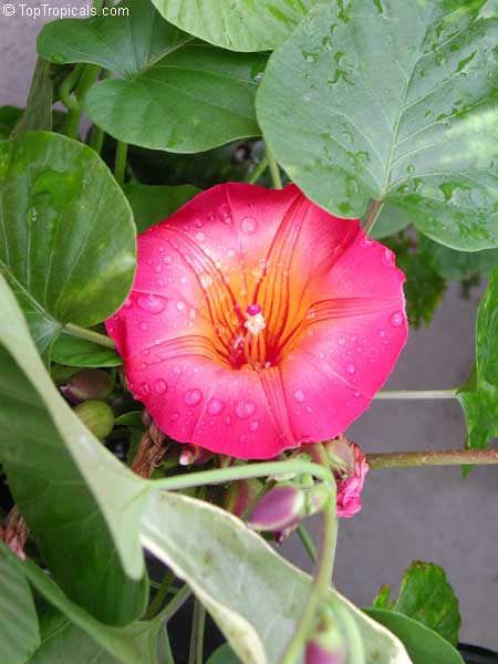 Stictocardia beraviensis