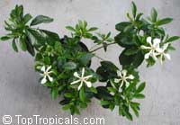 Vietnamese Gardenia