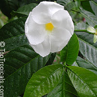 Stemmadenia