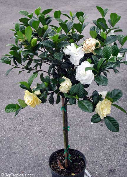 http://www.toptropicals.com/pics/garden/2004/4/4575-1.jpg