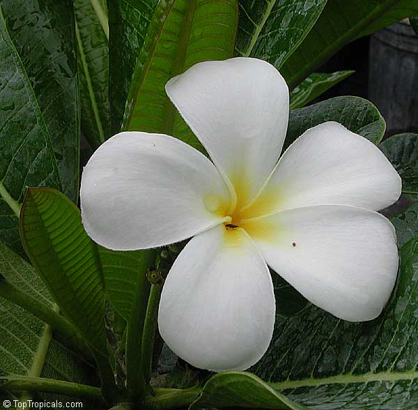 White plumeria flower