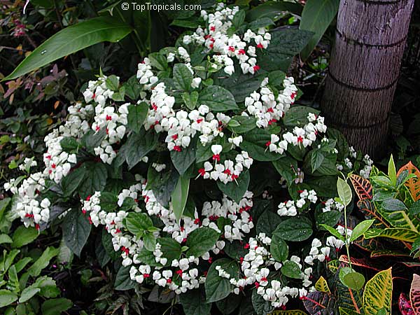 Petraeovitex bambusetorum