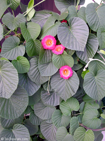 Stictocardia beraviensis