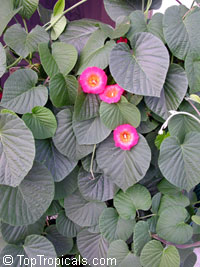 Stictocardia beraviensis