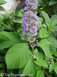 Cornutia grandifolia