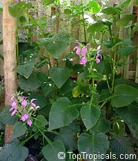 Brillantaisia guianensis