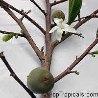 Quararibea funebris