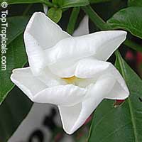Stemmadenia galeottiana