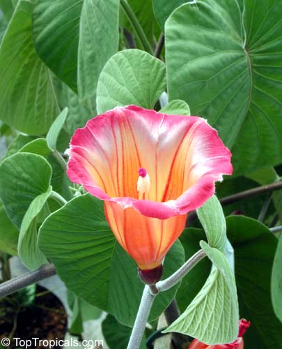 Stictocardia beraviensis