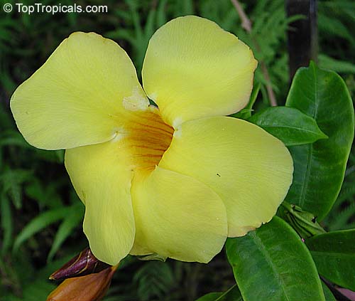 Allamanda