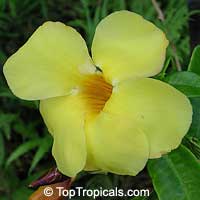 Allamanda