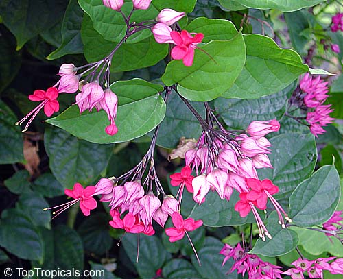 Petraeovitex bambusetorum