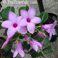 Cryptostegia 