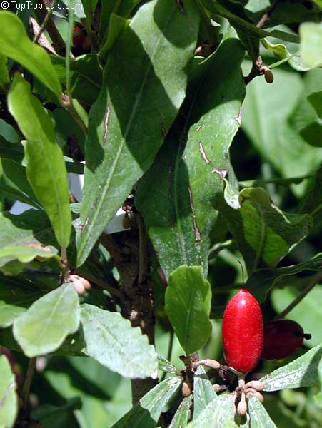 synsepalum dulcificum