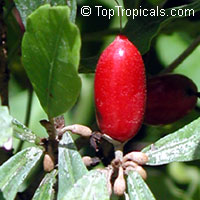 synsepalum dulcificum