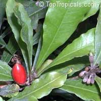 synsepalum dulcificum