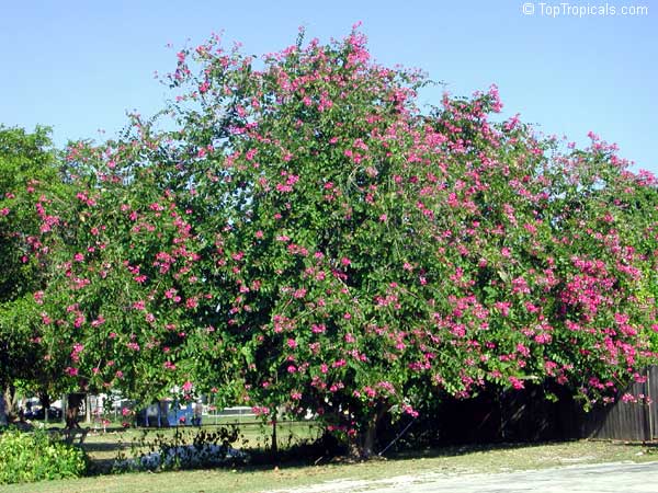 Bauhinia x blakeana