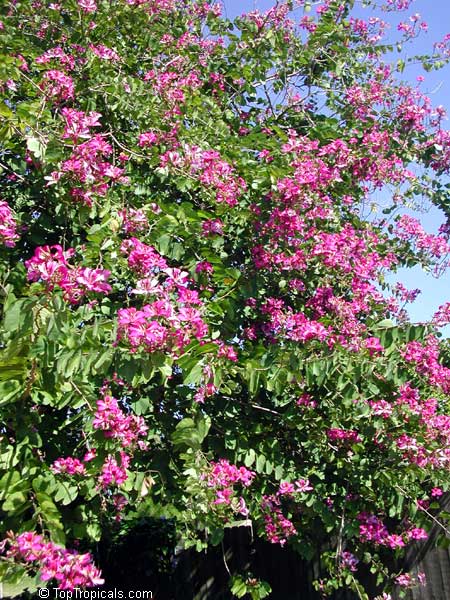 Bauhinia x blakeana