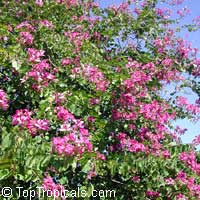 Bauhinia x blakeana