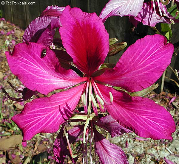Bauhinia x blakeana