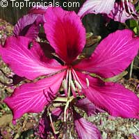 Bauhinia x blakeana