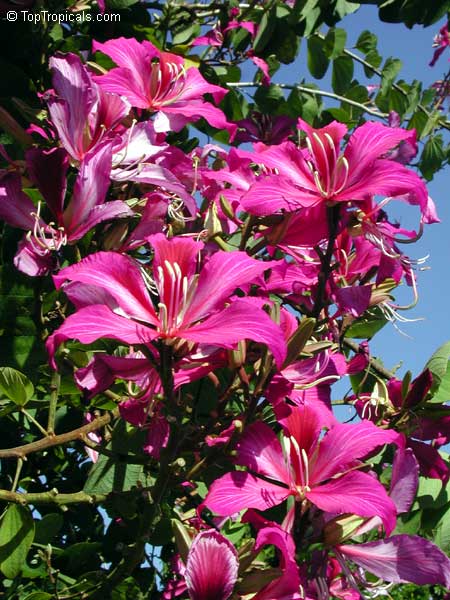 Bauhinia x blakeana