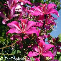 Bauhinia x blakeana