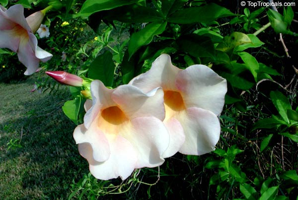 Allamanda