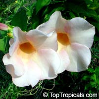 Allamanda