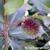 Allamanda