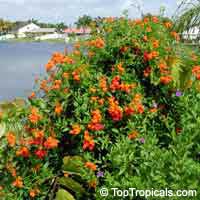 Senecio confusus - Mexican Flame Vine