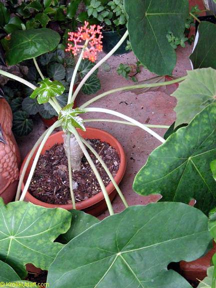 Jatropha podagrica