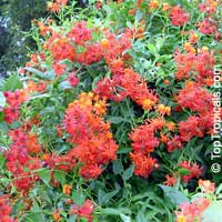Senecio confusus - Mexican Flame Vine