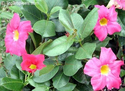 Mandevilla vine bloom