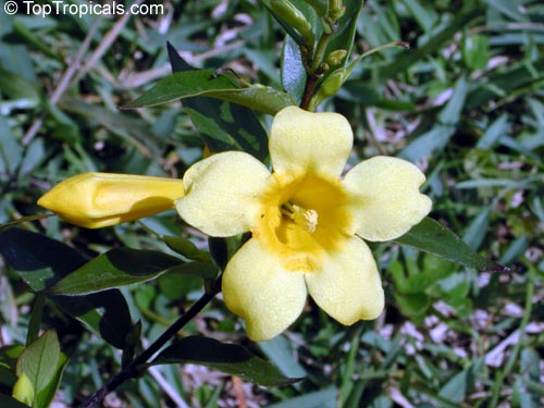 Fragrant Carolina Jessamine, Gelsemium sempervirens bloom
