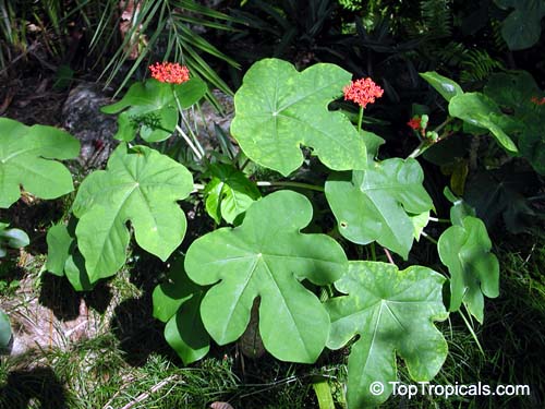 Jatropha podagrica