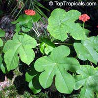 Jatropha podagrica