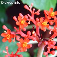 Jatropha podagrica
