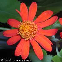 Senecio confusus - Mexican Flame Vine
